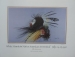White Mountain Native American Art Festival 1992